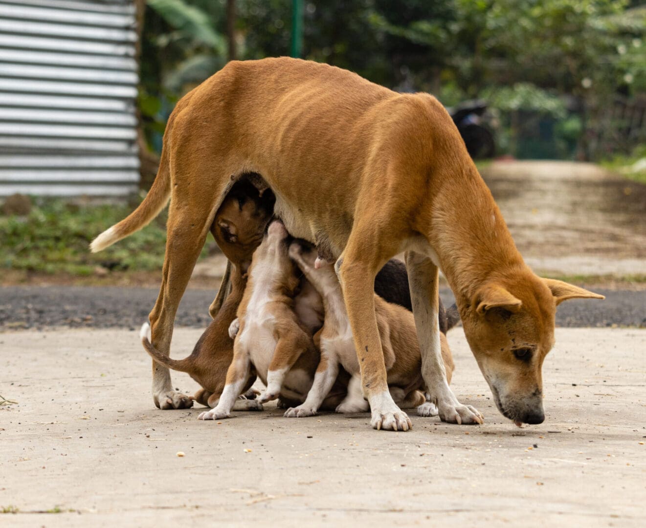 A dog is nursing two puppies on the ground.