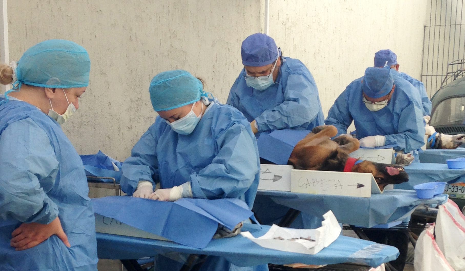 Emaciated stray dog in Baja infested with mange.